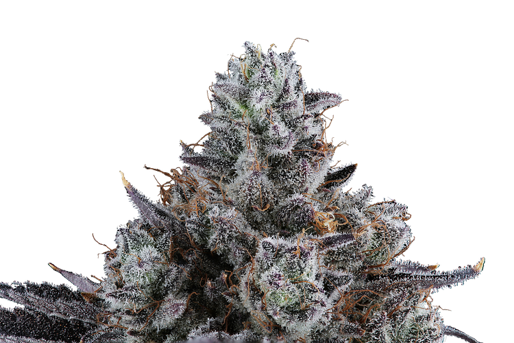 WholesomeCo Truffle Monkey 7 gr Flower WholesomeCo